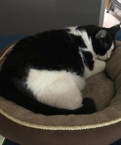 JW Petmate GripSoft Cat Brush, White & Blue, One Size 24 7135YTCwipL