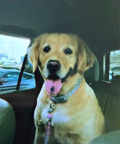 Fujifilm QuickSnap Flash 400 Disposable 35mm Camera (Pack of 2) 41 7137StUwNfL