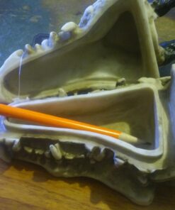 Snarling Magical Dragon Skull Treasure Trinket Box 49 713ATKYlAYL