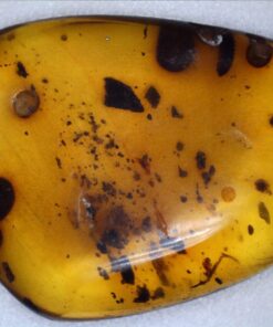 Celestron - 5 MP Digital Microscope Pro - Handheld USB Microscope Compatible with Windows PC and Mac - 20x-200x Magnification - Perfect for Stamp Collecting, Coin Collecting Handheld Digital Microscope Pro 88 713Dhk5s0HL