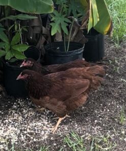 Manna Pro Gamebird Showbird Crumbles|Formulated for birds with Vitamins & Minerals|5 Pounds 5 Pound (Pack of 1) 36 713E6zTcL 2