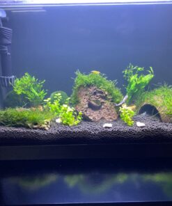 SunGrow Coconut Aquarium Shrimp Cave, Small Fish Tank Aquarium Decorations Accessories, Comfortable Shelter and Breeding Area for Crustaceans, Fish Hideout Aquarium Décor for Spawning 26 713K1tGJ1HL