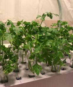 Trasfit Pop-up Insect and Butterfly Habitat Cage Terrarium - 24 Inches Tall 56 713Kmv KuL