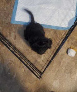 MidWest Homes for Pets Foldable Metal Dog Exercise Pen / Pet Playpen, 24'W x 24'H, 1-Year Manufacturer's Warranty Black No Door 24" H 30 713L6gI4zQL