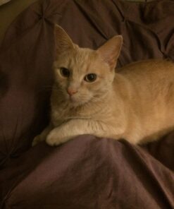 Instinct Limited Ingredient Diet Grain Free Real Rabbit Recipe Natural Wet Canned Cat Food, 3 oz. Cans (Case of 24) 3 Ounce (Pack of 24) 42 713UsyuywqL