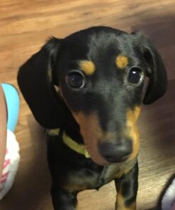 PURINA Busy Made in USA Facilities Toy Breed Dog Bones, Tiny - 30 ct. Pouch 30 Count (Pack of 1) 39 713YSC7U1YL