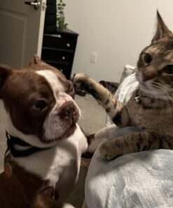 Solid Gold SeaMeal Multivitamin for Cats & Dogs - Kelp Powder Cat & Dog Supplement - Omega 3 & Digestive Enzymes for Skin & Coat, Gut + Immune Support - 1 LB 42 713bc XU pL 1