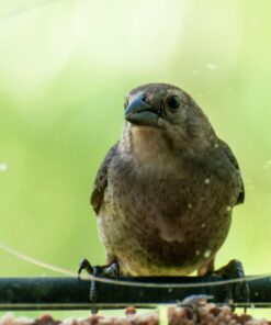 Large Clear Window Bird Feeder - Extended House with Strong Suction Cups - Steel Perch Sliding Feed Seed Tray - See Through Transparent Big Birdhouse - Wild Finch, Cardinal, Blue Jay - Cool Cat Gift 64 713cNuzblAL