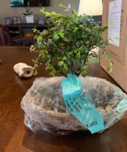 Brussel's Live Chinese Elm Outdoor Bonsai Tree - 5 Years Old; 6" to 8" Tall with Decorative Container Small CERAMIC POT 63 713i7sQpnqL