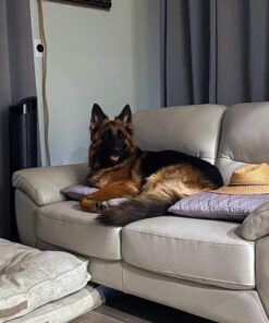 UPGRADED Q6 Rechargeable Bark Collar - Smart Barking Detection Module w/Triple Stop Anti-False Modes: Beep/Vibration/Shock for Small, Medium, Large Dogs & Breeds - IPx7 Waterproof (15-120 LBS) 46 713jI1imLhL