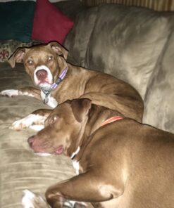 NUTRO NATURAL CHOICE Large Breed Adult Dry Dog Food, Lamb & Brown Rice Recipe Dog Kibble, 30 lb. Bag 30 Pound (Pack of 1) 43 713oEBfjbbL 2