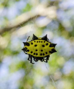 Mcoplus Extnp Auto Focus Macro Extension Tube Set for Nikon AF AF-S DX FX SLR Cameras 48 713rKIofEL