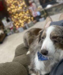 Adams Plus Flea & Tick Shampoo with Precor for Cats, Kittens, Dogs & Puppies Over 12 Weeks Of Age Sensitive Skin Flea Treatment | Kills Adult Fleas, Flea Eggs, Ticks, and Lice 12 Ounces Shampoo Only 30 713sbUNKcuL 1