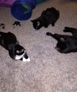 Purina Friskies Gravy Wet Cat Food , Meaty Bits - (24) 5.5 oz. Cans Chicken Dinner In Gravy, Gourmet Grill In Gravy, Beef In Gravy 5.5 Ounce (Pack of 24) 45 713sqAg1QpL