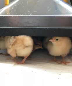 Premier Chick Heating Plate Kit - Includes Cover and Warms Up to 20 Chicks - 12" W x 12" L 26 714 Q9QJXFL