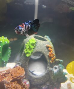 DEEPLITE LED Desk Lamp with Flexible Gooseneck 3 Level Brightness, Battery Operated Table Lamp 5W Touch Control,Compact Portable lamp for Dorm Study Office Bedroom,Eye-Caring and Energy Saving White 1 Pack 48 7144GGRhJOL