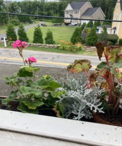 Jack's Classic Blossom Booster 10-30-20 Water Soluble Plant Food for Flowering Plants, 1.5lb 1.5 Pounds 26 7144KGPzXGL