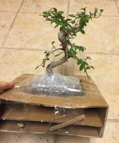 9GreenBox Chinese Elm Bonsai Tree Style 8 47 7144NTmzRPL