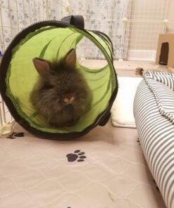 Petmate Jackson Galaxy Cat Crawl Solid Tunnel, Green/Orange 46 7144cSfFqsL