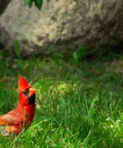 Nikon 70-300 mm f/4-5.6G Zoom Lens with Auto Focus for Nikon DSLR Cameras 46 714C9zxsGL