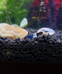 Blue Velvet Shrimp - Live Shrimp for Freshwater Aquariums or Tanks - Live Arrival Guarantee (10 Shrimp) 10 Shrimp 44 714CLCbjlOL