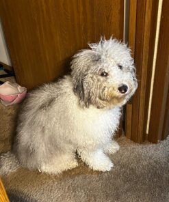 AIRROBO Dog Hair Vacuum & Dog Grooming Kit, 12000Pa Strong Pet Grooming Vacuum, 2L Large Capacity Dog Vacuum for Shedding Grooming Hair, Quiet, 5 Pet Grooming Tools, PG100 51 714DIBPWEL