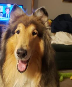 Pogi's Dog Poop Bags with Easy-Tie Handles - 300 Doggy Leak-Proof, Ultra Thick, Scented Poop Bags for Dogs, Cat 300 Count (Pack of 1) 43 714FUnhrLBL