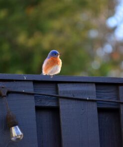 More Birds Dish SeedFeed, 1 Count (Pack of 1) 1 Count (Pack of 1) 35 714IPKU9vEL