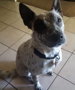 Wellness CORE Healthy Joints Crunchy Dog Treats (Previously Marrow Roasts), Natural Grain-Free Treats, Made with Real Meat, No Artificial Flavors (Beef, 8-Ounce Bag) 41 714JqBHZllL