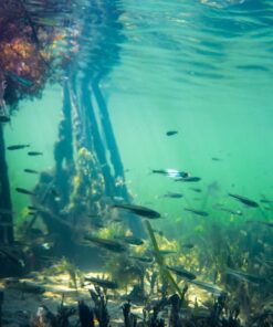 Zonman DSLR Camera Univeral Waterproof Underwater Housing Case Pouch Bag for Canon Nikon Sony Pentax Brand Digital SLR Cameras Transparent 40 714YdAGvSHL