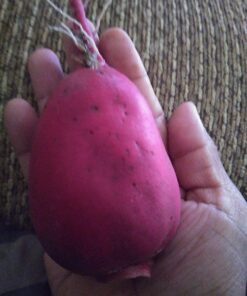 30 Packs of Deluxe Valley Greene Heirloom Vegetable Garden Seeds Non-GMO(Guaranteed 30 Different Varieties as Listed) 37 714Z5iXKSUL