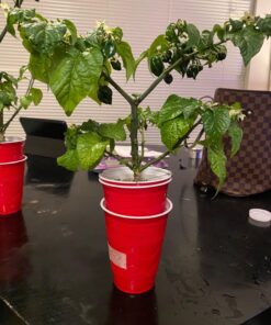 General Hydroponics MaxiGro Plant Food For Vigorous Growth, 2.2 lb 61 714ZyG40sL