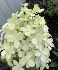 Miracle-Gro Garden Feeder 1 Pack 30 714dVJX9I8L