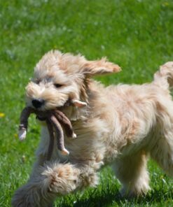 Flingshot Slingshot Flying Screaming Monkey 14 714de2q ML