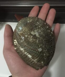 Vrinda ®Abalone Shell and 6'' Wooden Tripod Stand 39 714ebWx8m4L