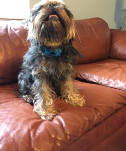 StopWoof Dog Bark Collar - Humane Care Modes, Vibration & Sound - No Shock Training Device For Small, Medium, Large Breeds - No Harm Deterrent Vibrating Control - Reflective & Automatic Without Remote 23 714fF7KXv0L