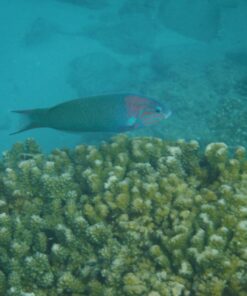 Fujifilm FinePix XP80 Waterproof Digital Camera with 2.7-Inch LCD (Yellow) Yellow 65 714l vJJ7L