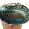 CircuitOffice 5-6" Abalone Shell for Burning Loose Herbs, Sage, Smudge Sticks and Palo Santo, for Smudging, Rituals, Reiki, Meditation, and Wicca 35 714mQfgIcNL