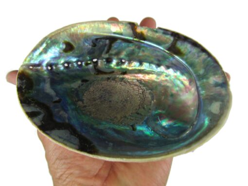 CircuitOffice 5-6" Abalone Shell for Burning Loose Herbs, Sage, Smudge Sticks and Palo Santo, for Smudging, Rituals, Reiki, Meditation, and Wicca