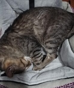 K&H Pet Products Self-Warming Crate Pad, Warming Dog Crate Bed, Machine Washable Dog Crate Mat, Gray X-Small 14 X 22 Inches 22.0"L x 14.0"W x 1.0"Th 36 714nYasnM5L 1