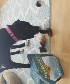 Pawstruck Natural Cow Hooves for Dogs - Made in The USA Long Lasting Beef Hoof Dental Treat Chews - No Artificial Preservatives - 10 Count - Packaging May Vary 50 714oyH5l7NL