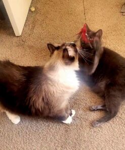 GoCat Da Bird Pull 2 Piece Pull Apart Rod & Bird, Handmade in The USA (1 Bird) 17 714pKcxQ0LL