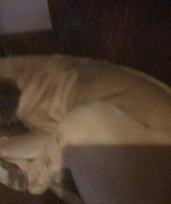 Activate II Flea and Tick Prevention for Dogs | 4 Count | Extra Large Dogs 55+ lbs | Topical Drops | 4 Months Flea Treatment 34 714pLRvbdL