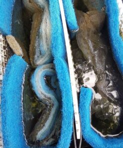 Aqua-Flo Rigid Pond Filter Media, 12.5" x 72" (6 Feet) 100% Polyester 12.5" x 72" 9 714qzS2e1WL