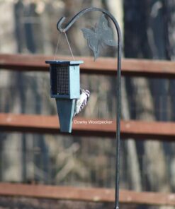 C&S Peanut Delight No Melt Suet Dough, 12/pack 11.75 Ounces Peanut 12-Pack 41 714tq0u7GTL 2