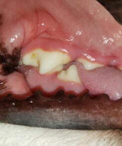 Milk-Bone Brushing Chews Daily Dental Dog Treats, Large, 20 Count 20 Treats 12 714tt22rUL