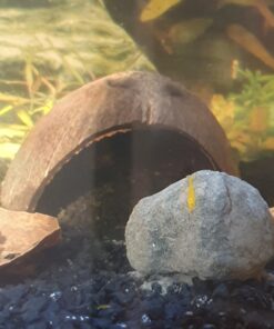 SunGrow Coconut Aquarium Shrimp Cave, Small Fish Tank Aquarium Decorations Accessories, Comfortable Shelter and Breeding Area for Crustaceans, Fish Hideout Aquarium Décor for Spawning 21 7150 evK9L