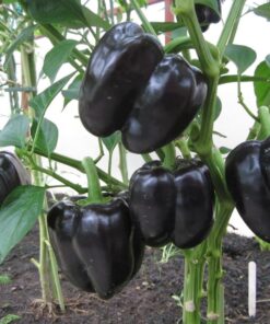 Sweet Bell Pepper Black Horse Seeds Heirloom Vegetable for Planting Giant Non GMO 30 Seeds 12 7153QFlNEbL