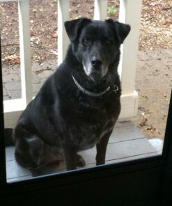 NUTRO NATURAL CHOICE Large Breed Adult Dry Dog Food, Lamb & Brown Rice Recipe Dog Kibble, 30 lb. Bag 30 Pound (Pack of 1) 44 7154T3yRgxL 2