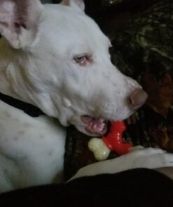 Nylabone Power Chew Double Bone Long Lasting Chew Toy for Dogs Medium - Up to 30 lbs. Medium up to 35 lbs. 37 7156DPjikJL